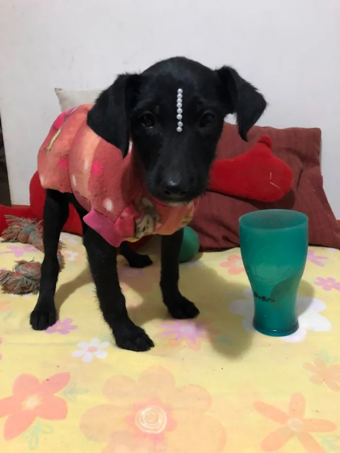 Cachorro ra a SRD idade 2 a 6 meses nome Jujuba 