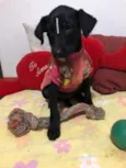 Jujuba 