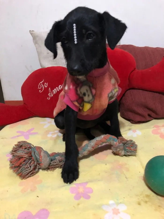 Cachorro ra a SRD idade 2 a 6 meses nome Jujuba 