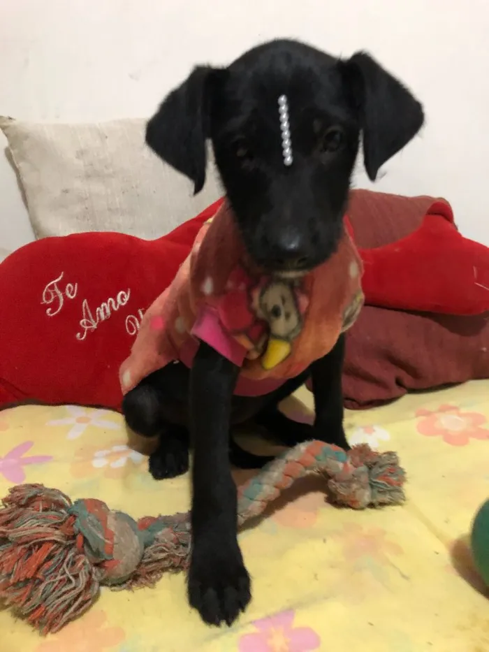 Cachorro ra a SRD idade 2 a 6 meses nome Jujuba 