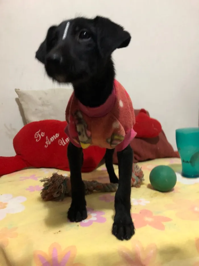 Cachorro ra a SRD idade 2 a 6 meses nome Jujuba 