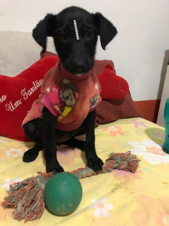 Cachorro ra a SRD idade 2 a 6 meses nome Jujuba 