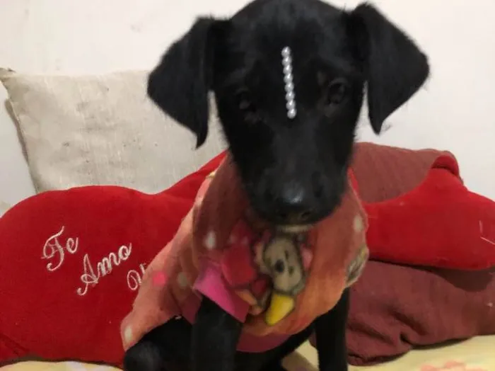 Cachorro ra a SRD idade 2 a 6 meses nome Jujuba 