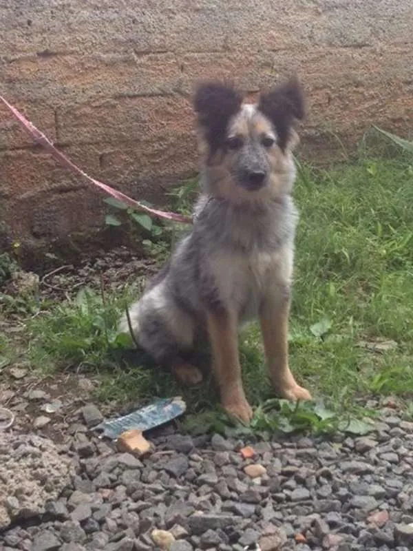 Cachorro ra a mestiça idade 2 a 6 meses nome Melady