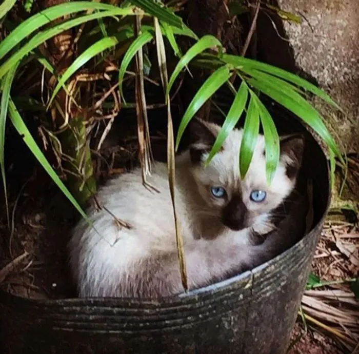 Gato raça Siames SRD  idade 2 a 6 meses nome Não tem nome