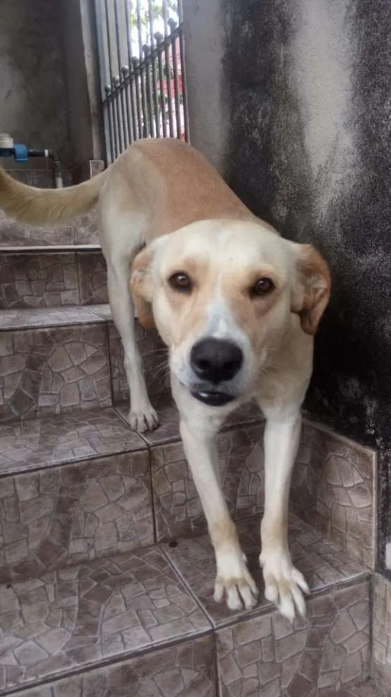 Cachorro ra a Mestiço de labrador idade 2 anos nome Marley
