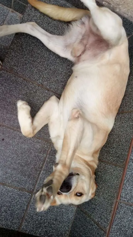Cachorro ra a Mestiço de labrador idade 2 anos nome Marley