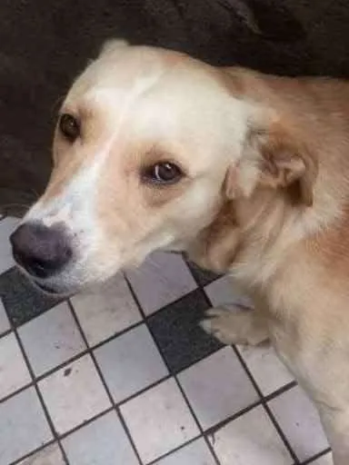 Cachorro ra a Mestiço de labrador idade 2 anos nome Marley