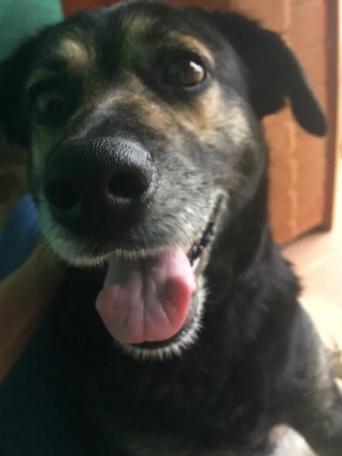 Cachorro ra a SRD idade 4 anos nome Mia
