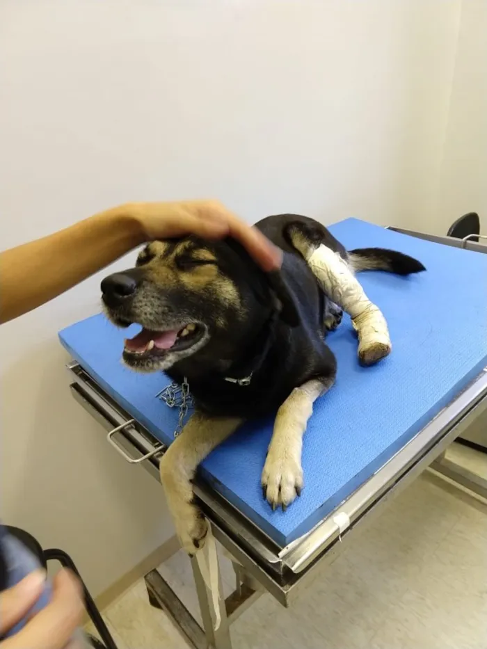 Cachorro ra a SRD idade 4 anos nome Mia