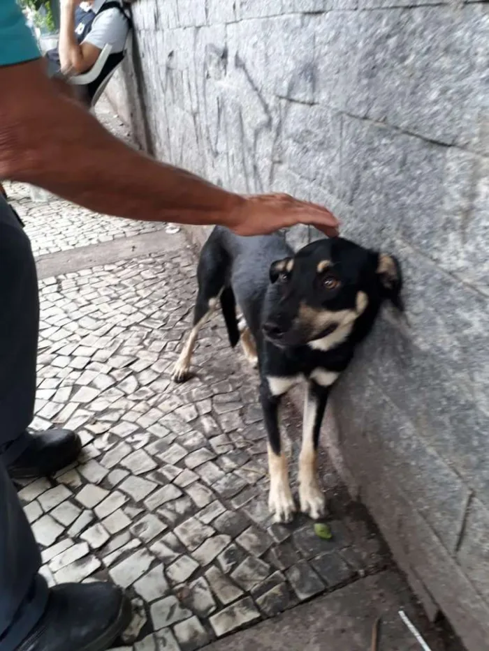 Cachorro ra a Srd idade 2 a 6 meses nome Sem nome