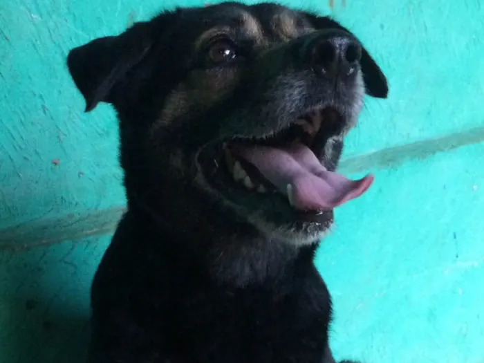 Cachorro ra a SRD idade 4 anos nome Mia