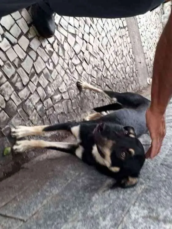 Cachorro ra a Srd idade 2 a 6 meses nome Sem nome