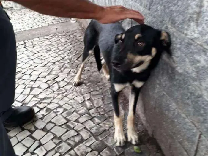 Cachorro ra a Srd idade 2 a 6 meses nome Sem nome