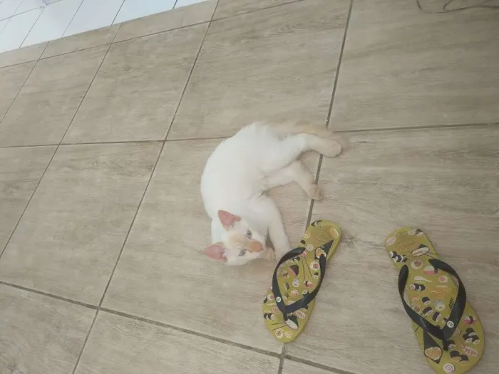Gato ra a Vira Lata idade 7 a 11 meses nome Bolt