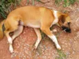 Lobinha