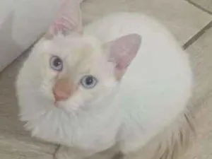 Gato raça Vira Lata idade 7 a 11 meses nome Bolt