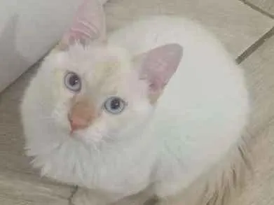 Gato ra a Vira Lata idade 7 a 11 meses nome Bolt
