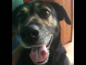 Cachorro raça SRD idade 4 anos nome Mia