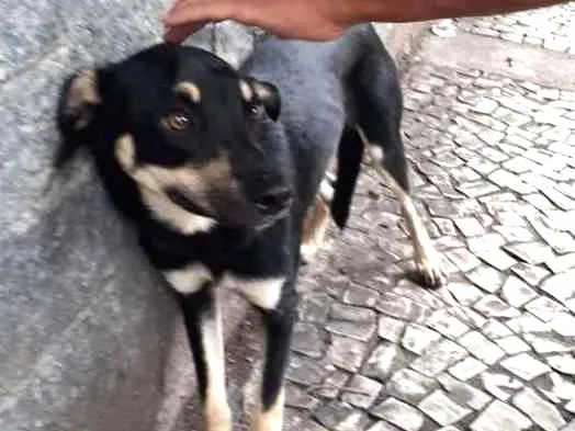 Cachorro ra a Srd idade 2 a 6 meses nome Sem nome