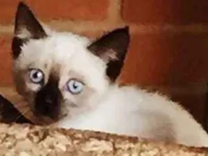 Gato raça Siames SRD  idade 2 a 6 meses nome Não tem nome