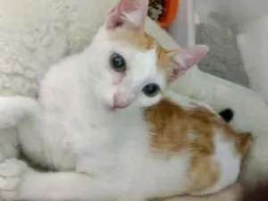 Gato raça SRD idade 2 a 6 meses nome QUINDIM