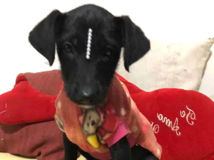 Cachorro ra a SRD idade 2 a 6 meses nome Jujuba 