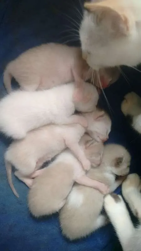 Gato raça vira-latas idade 2 a 6 meses nome sem nome