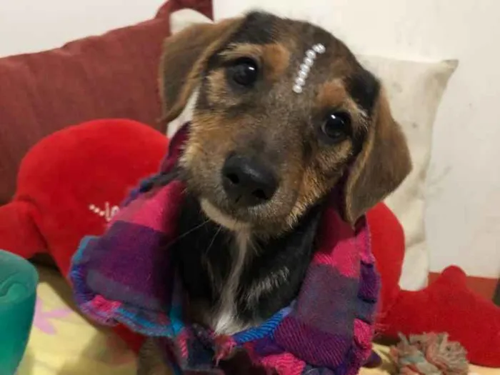 Cachorro ra a SRD idade 2 a 6 meses nome Mari