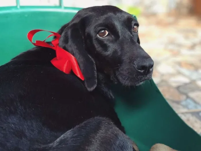 Cachorro raça SRD idade  nome Cacau