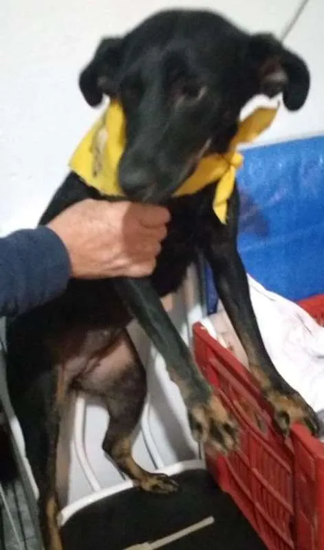 Cachorro ra a srd idade 1 ano nome Baby