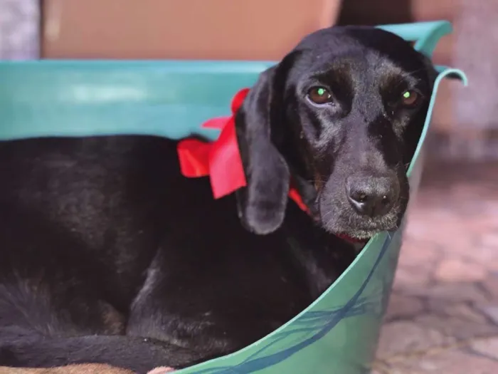 Cachorro raça SRD idade  nome Cacau