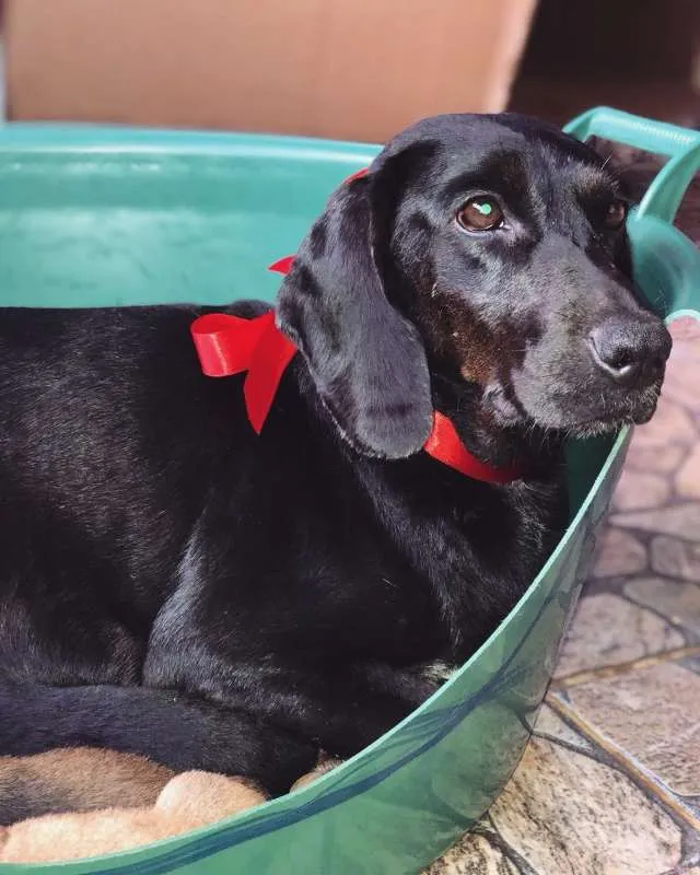 Cachorro raça SRD idade  nome Cacau