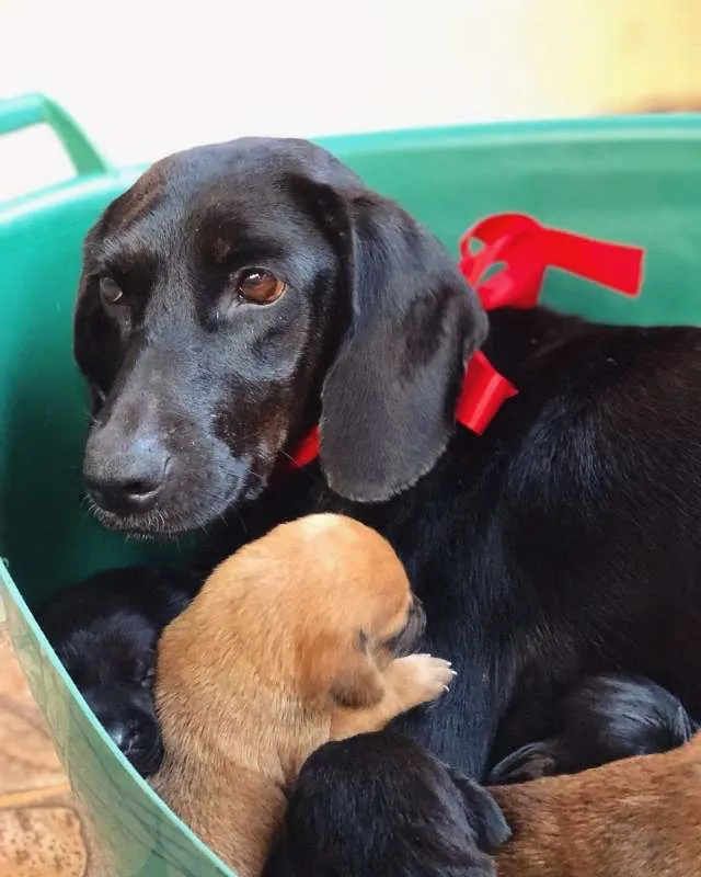 Cachorro raça SRD idade  nome Cacau