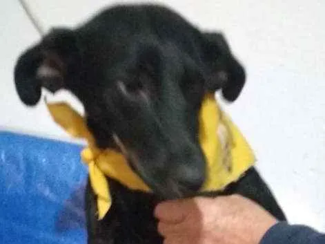 Cachorro ra a srd idade 1 ano nome Baby