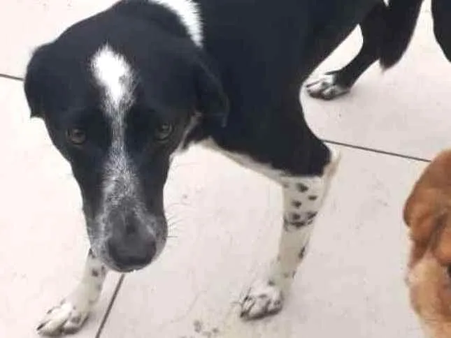 Cachorro ra a mix idade  nome RUBI