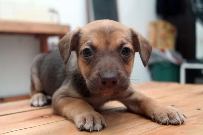 Cachorro ra a  idade  nome Menina