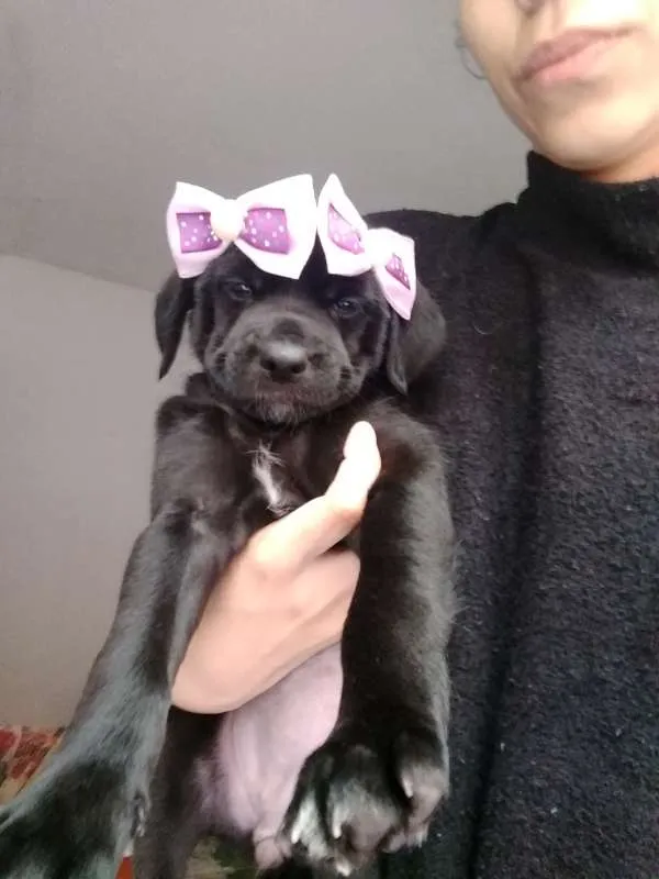 Cachorro ra a vira lata idade Abaixo de 2 meses nome Nina 