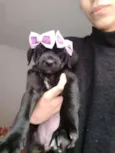 Nina