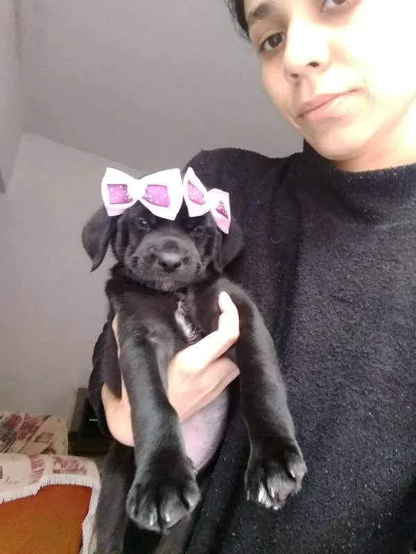 Cachorro ra a vira lata idade Abaixo de 2 meses nome Nina 