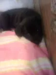 Nina