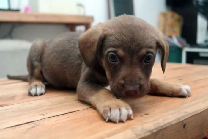 Cachorro ra a  idade  nome Menino