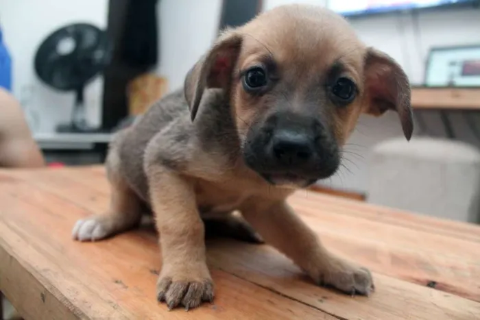 Cachorro ra a  idade  nome Bebê