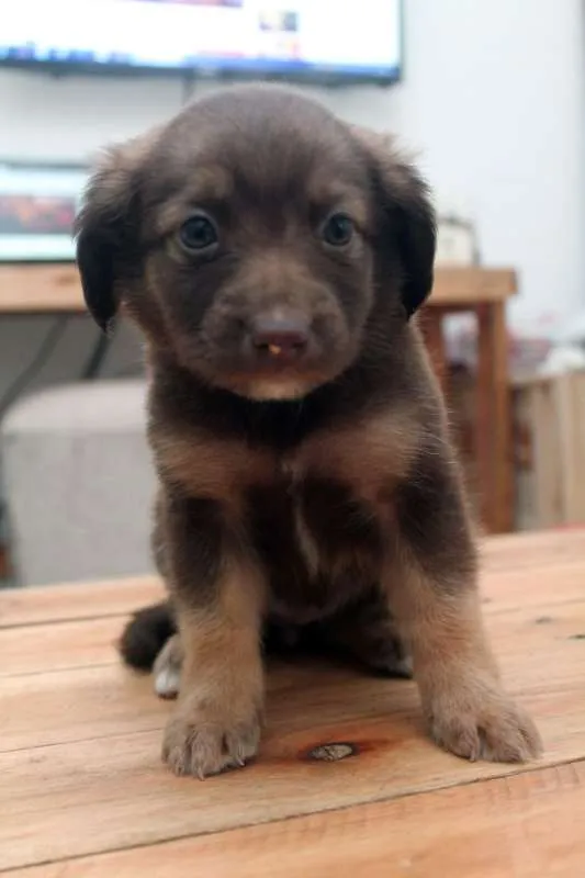 Cachorro ra a  idade  nome Kiara