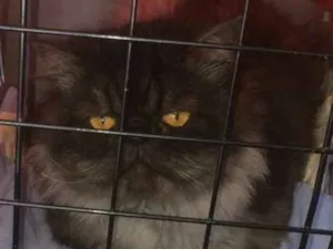 Gato raça persa idade 6 ou mais anos nome Elvis