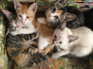Gato raça Gatos idade 2 a 6 meses nome SóFofura