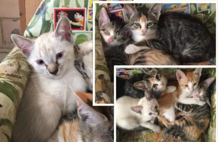 Gato raça Gatos idade 2 a 6 meses nome SóFofura