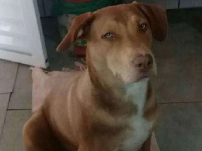 Cachorro ra a Mestiça de Pitbull idade 2 a 6 meses nome Zoe