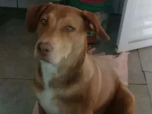 Cachorro raça Mestiça de Pitbull idade 2 a 6 meses nome Zoe