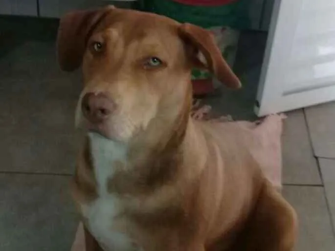 Cachorro ra a Mestiça de Pitbull idade 2 a 6 meses nome Zoe